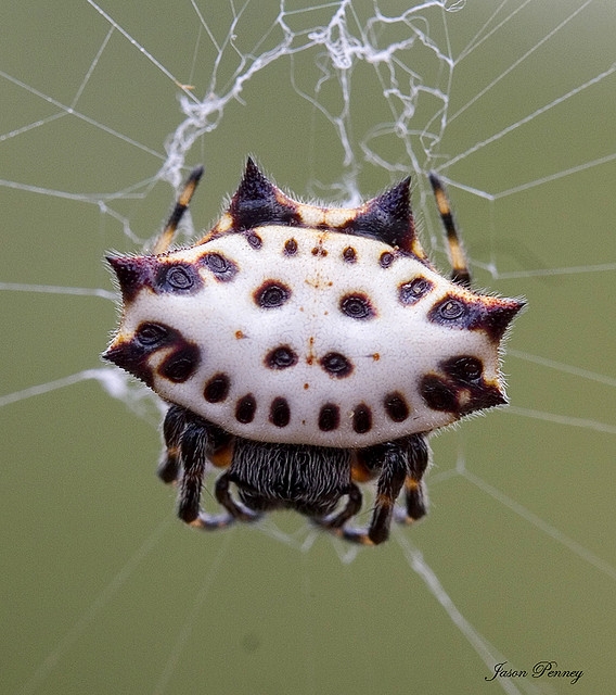 Spider Face 34