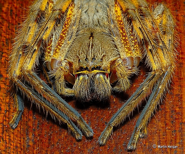 Spider Face 38