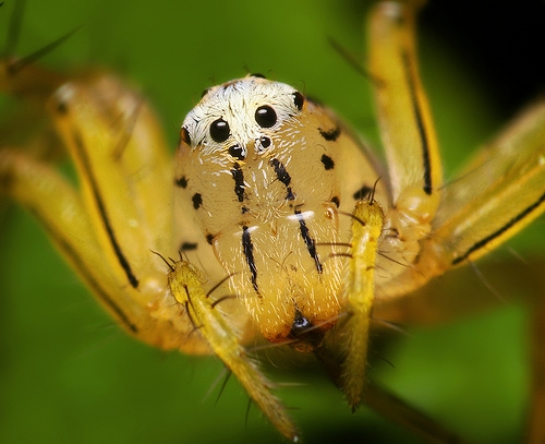 Spider Face 9